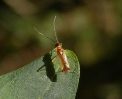 Weichwanze Campyloneura virgula