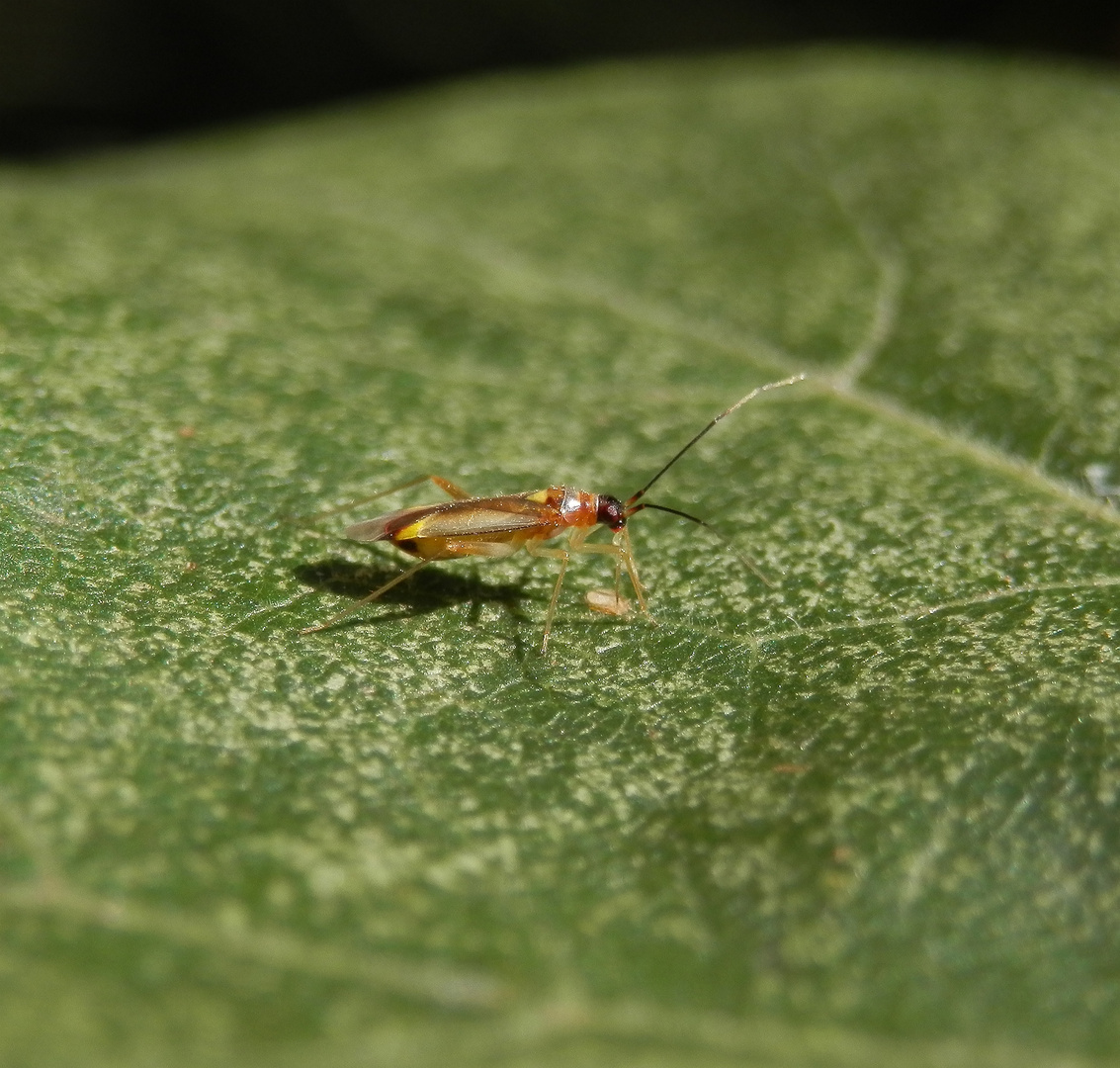 Weichwanze Campyloneura virgula