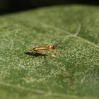 Weichwanze Campyloneura virgula