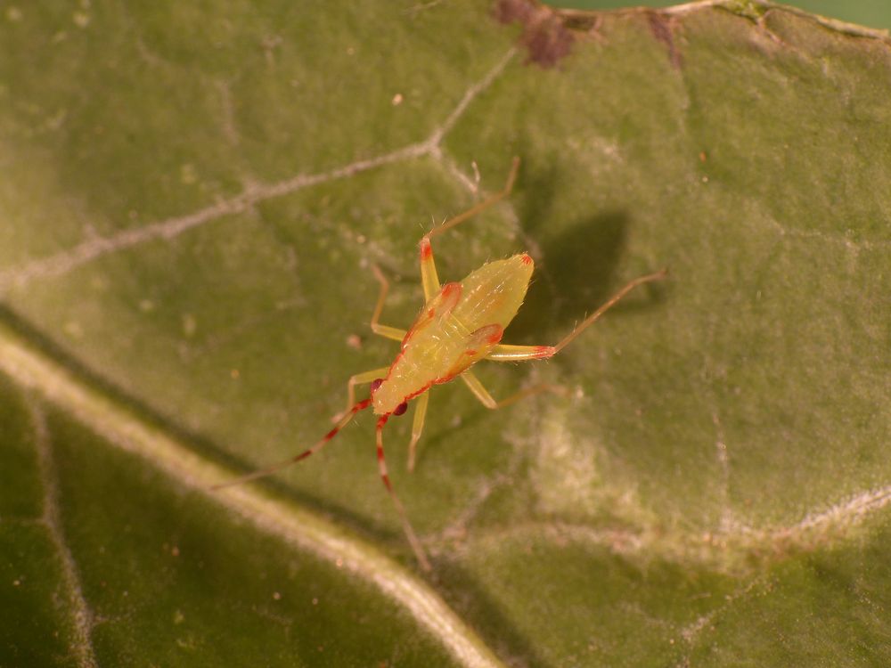 Weichwanze Campyloneura virgula - Nymphe auf Efeu