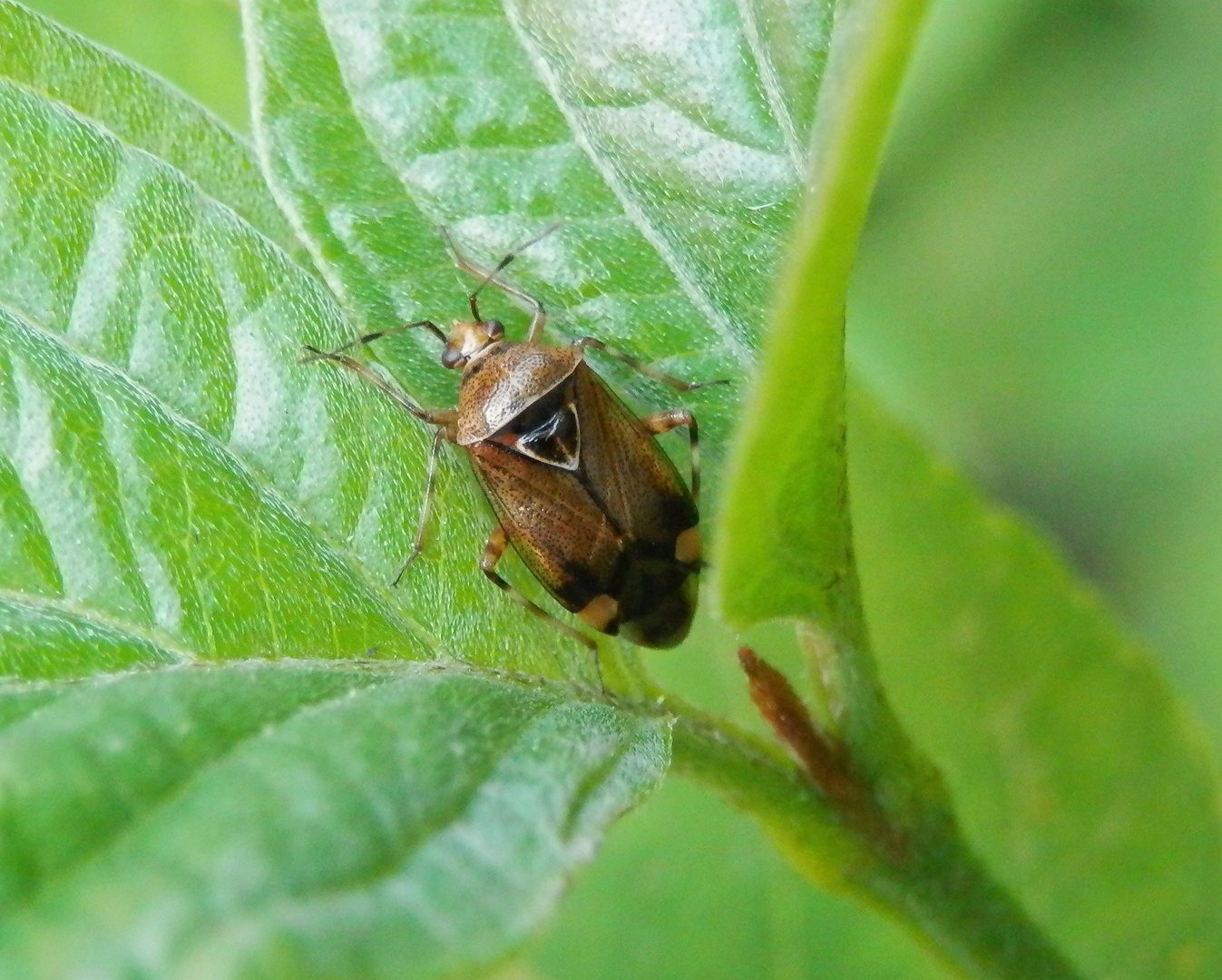 Weichwanze Deraeocoris flavilinea