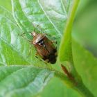 Weichwanze Deraeocoris flavilinea