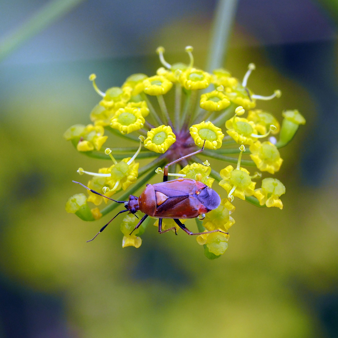 Weichwanze (Deraeocoris ruber)