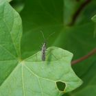 Weichwanze Dicyphus errans auf Zaunwinde