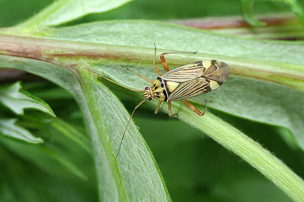 Weichwanze - Mermitelocerus schmidtii