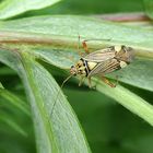 Weichwanze - Mermitelocerus schmidtii