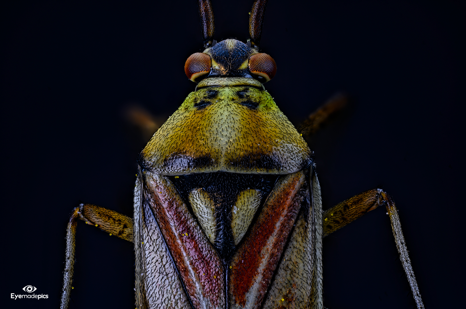 Weichwanze (Miridae)