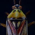 Weichwanze (Miridae)