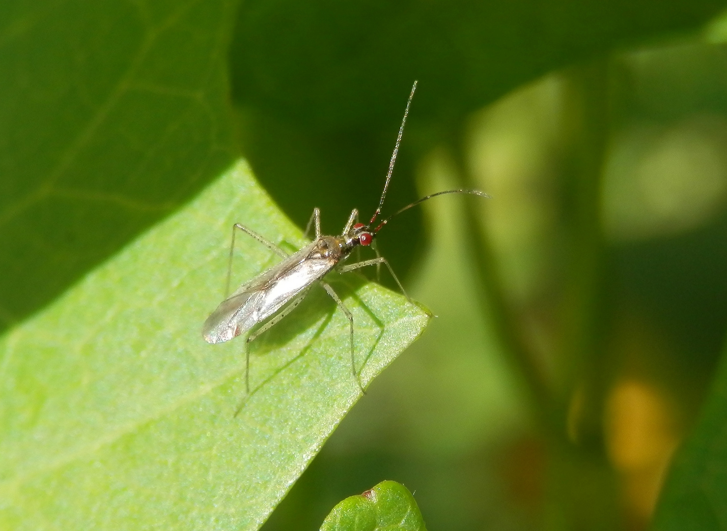Weichwanze mit langen Beinen Dicyphus errans Foto & Bild tiere, wildlife, insekten Bilder