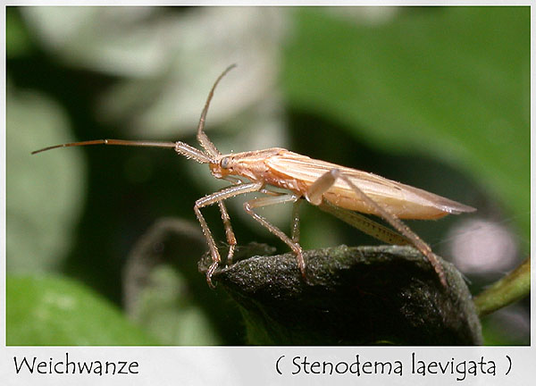 Weichwanze - Stendodema laevigata