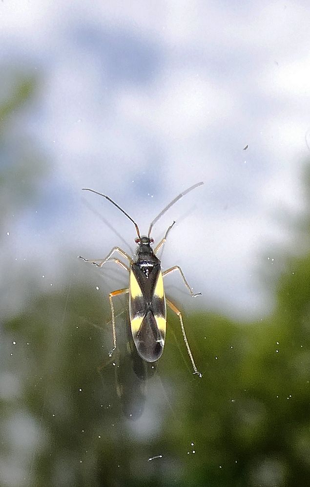 Weichwanze - Vierfleck-Eichenwanze