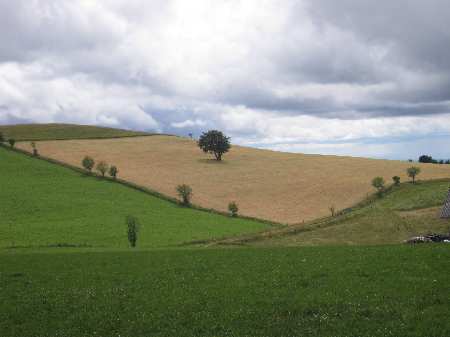 Weidbuche im Feld