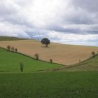 Weidbuche im Feld