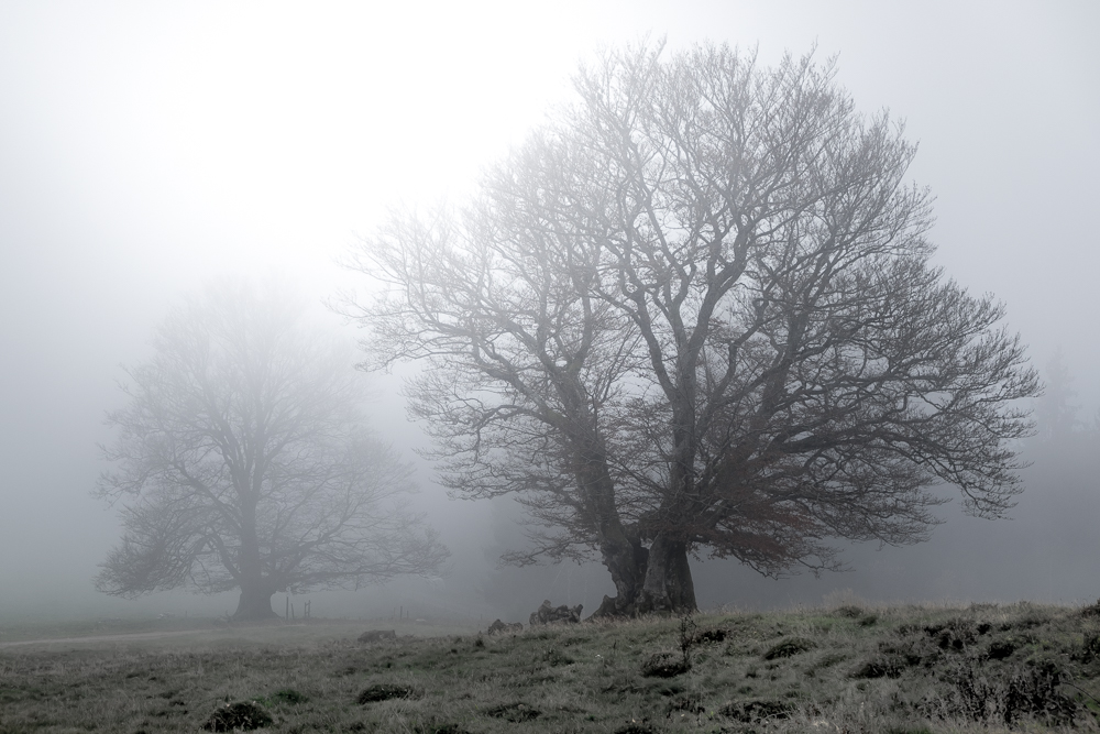 Weidbuchen im Novembernebel