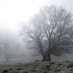 Weidbuchen im Novembernebel