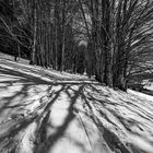 Weidbuchen im Schwarzwald