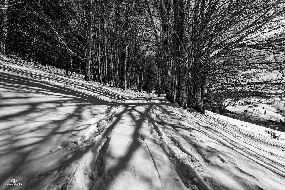 Weidbuchen im Schwarzwald