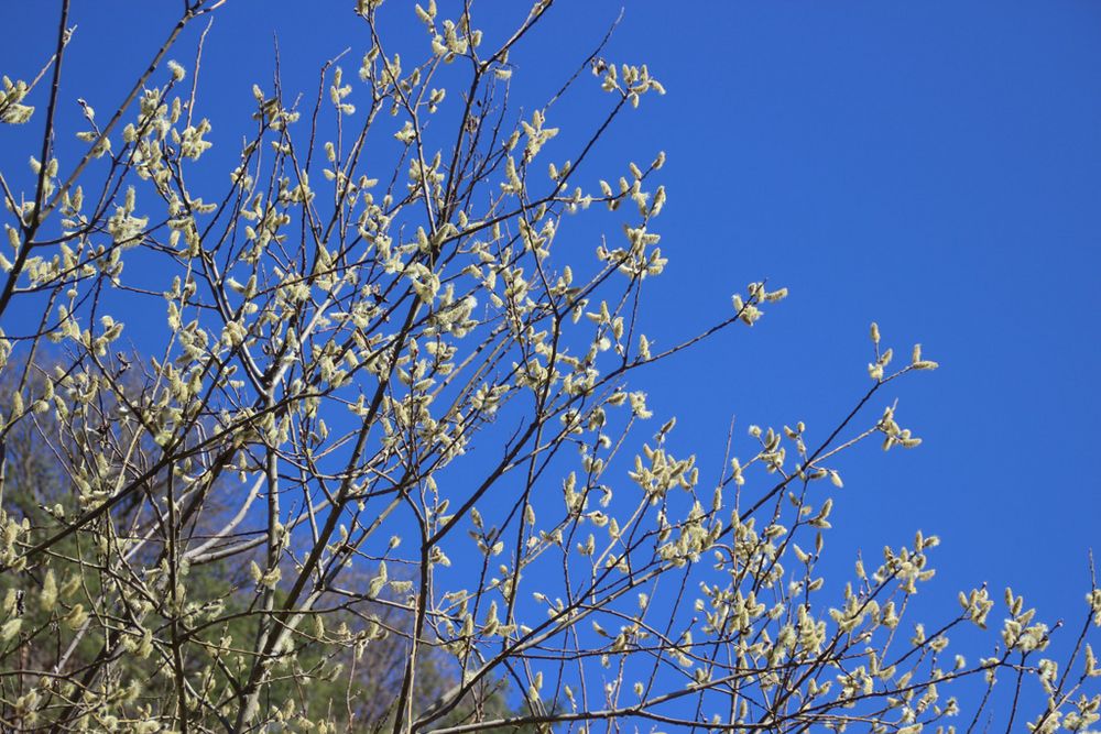 Weide Foto & Bild pflanzen, samen, bäume, natur Bilder auf