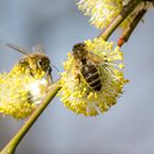 Weide als Bienenweide