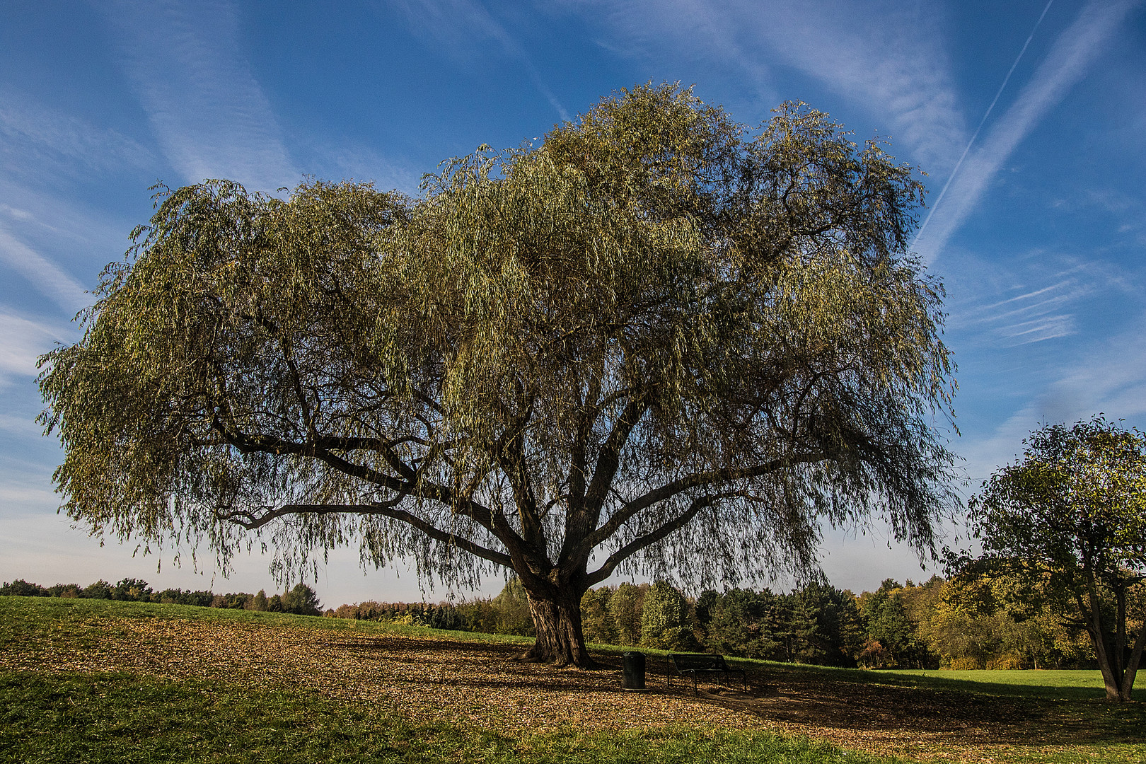 Weide als Solitairbaum