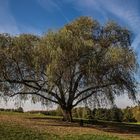 Weide als Solitairbaum