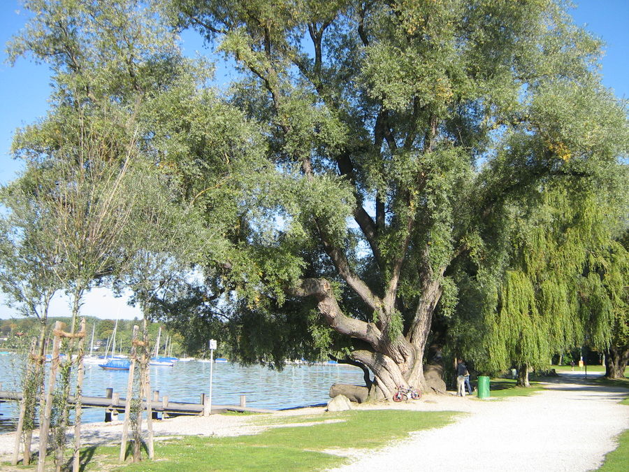 Weide am Ammersee