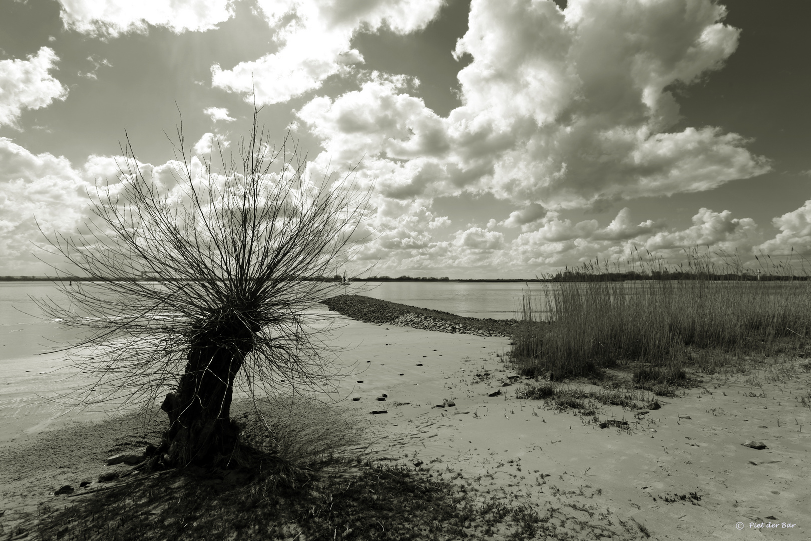 Weide am Elbstrand