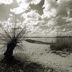 Weide am Elbstrand