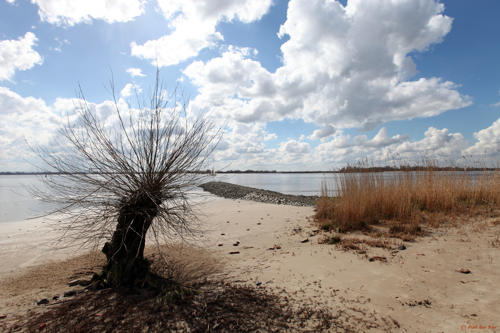 Weide am Elbstrand II