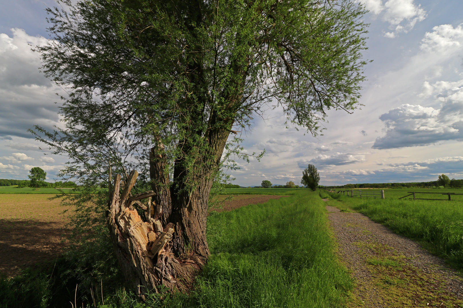 Weide am Feldweg