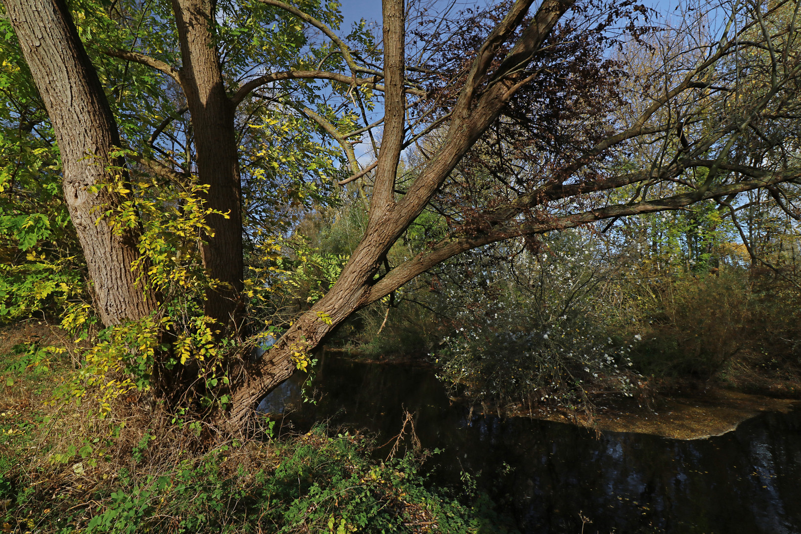 Weide am Fluss