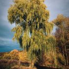 Weide am Fluss im Herbst