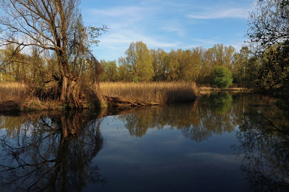 Weide am Flussufer Foto & Bild | landschaften, wasser, bäume Bilder auf