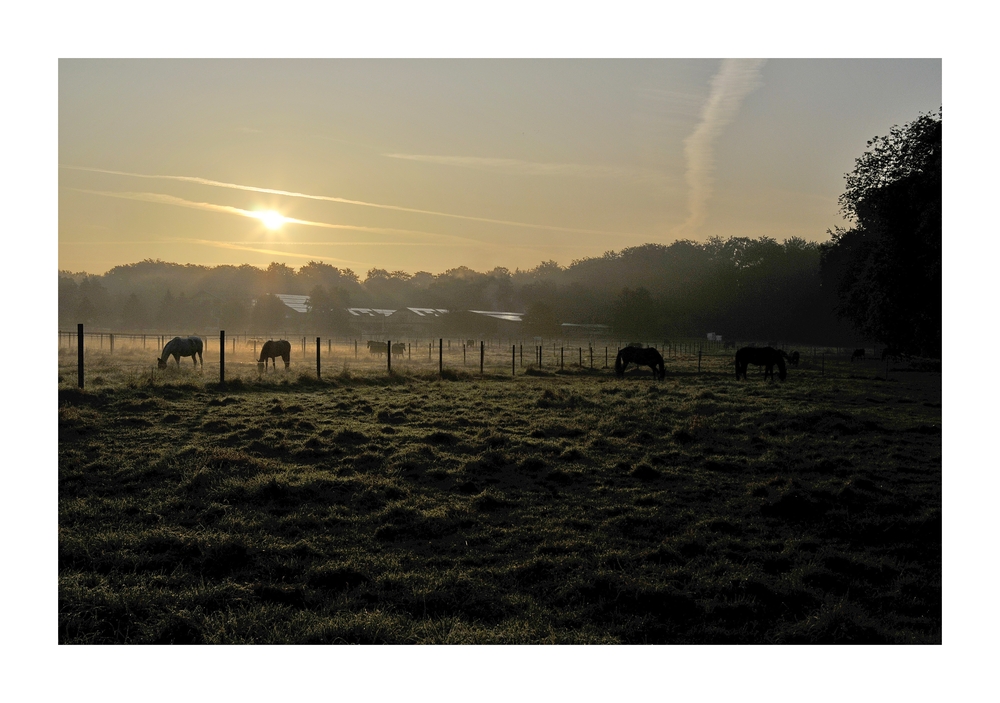 Weide am Morgen