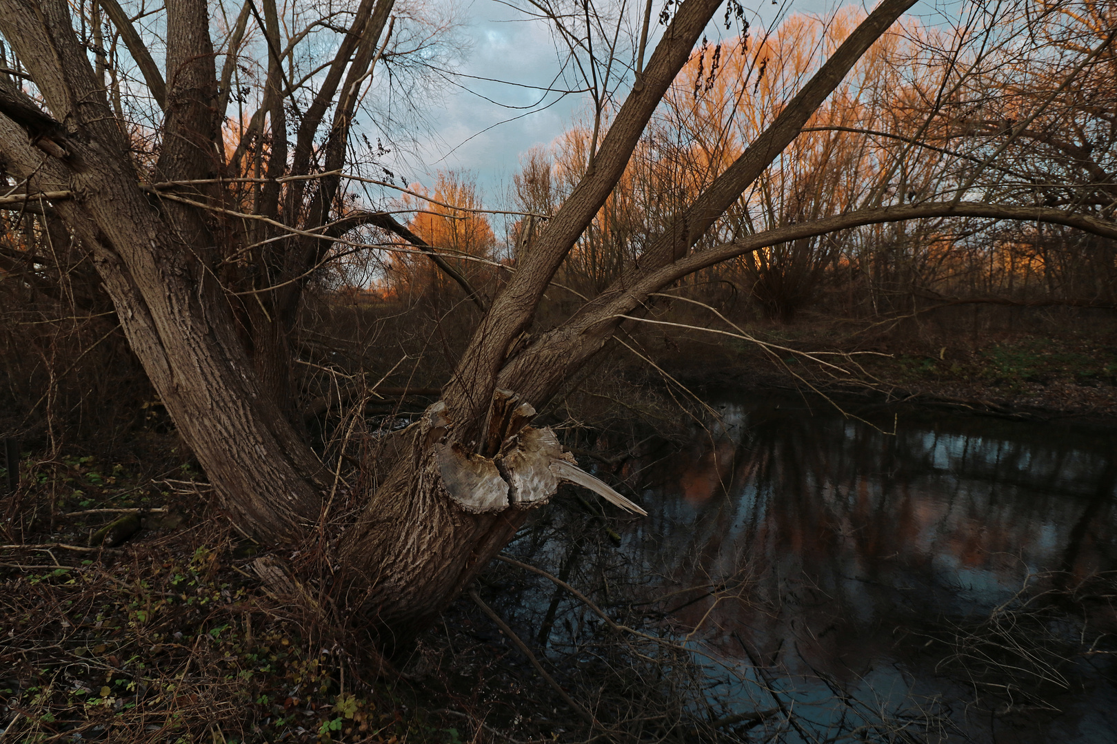 Weide am Mühlengraben