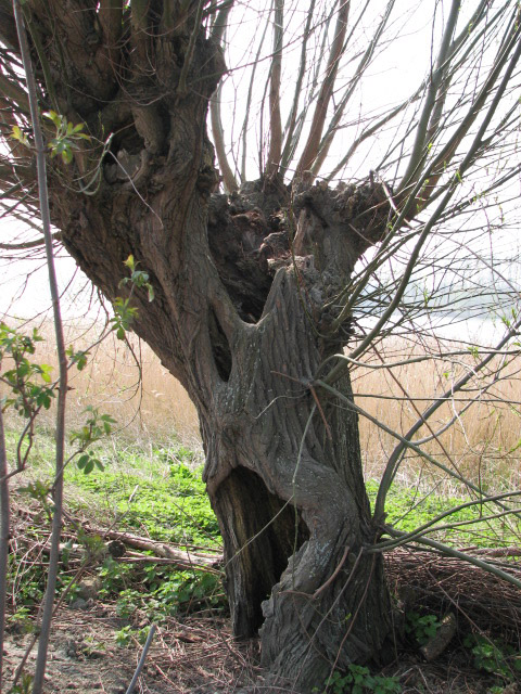 Weide am Othense Kreek, Terneuzen