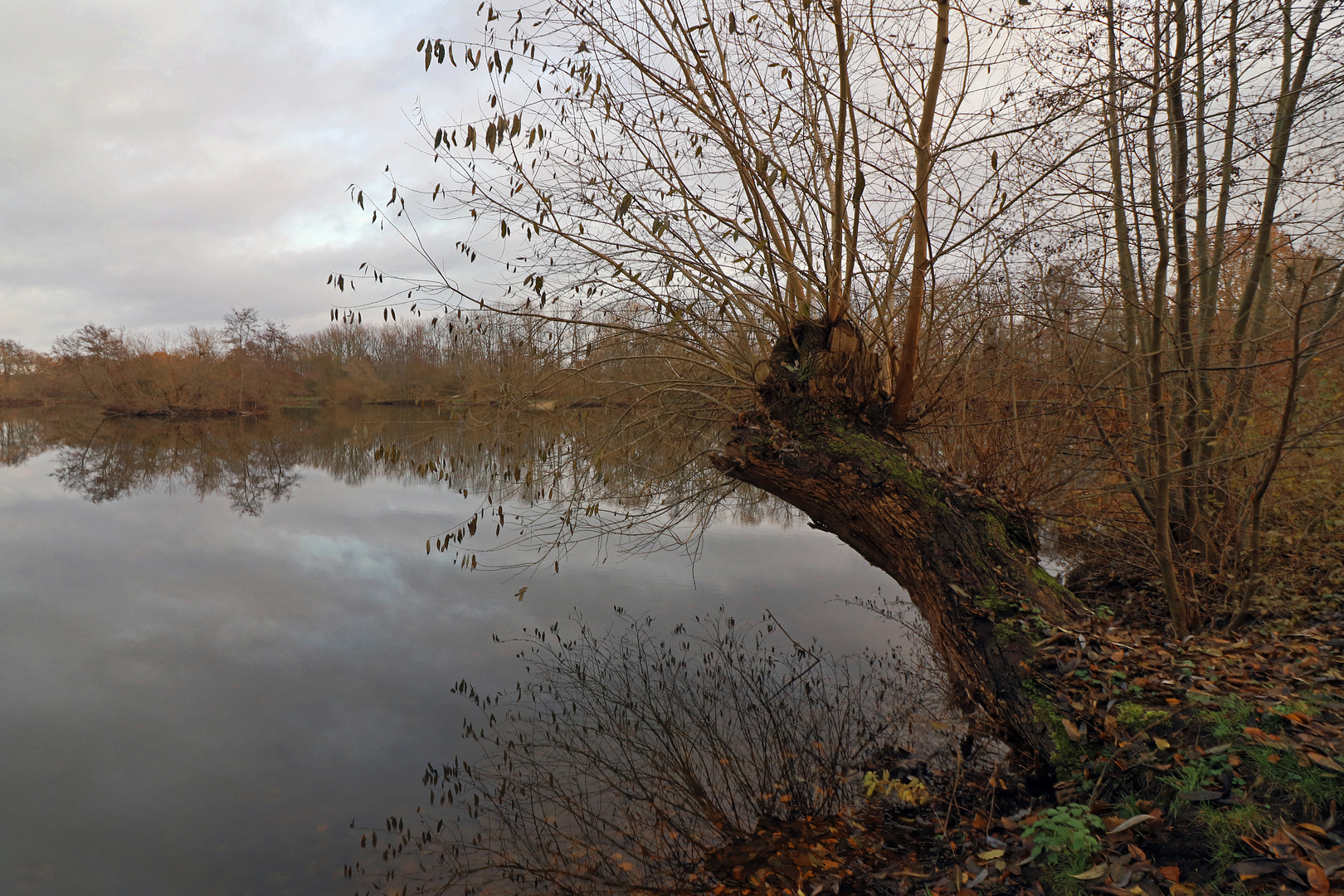 Weide am Quellenteich