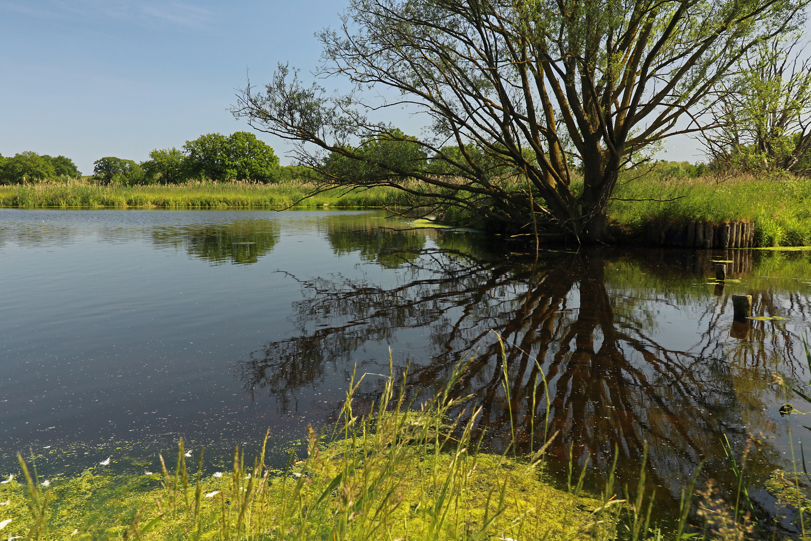 Weide am Rieselteich