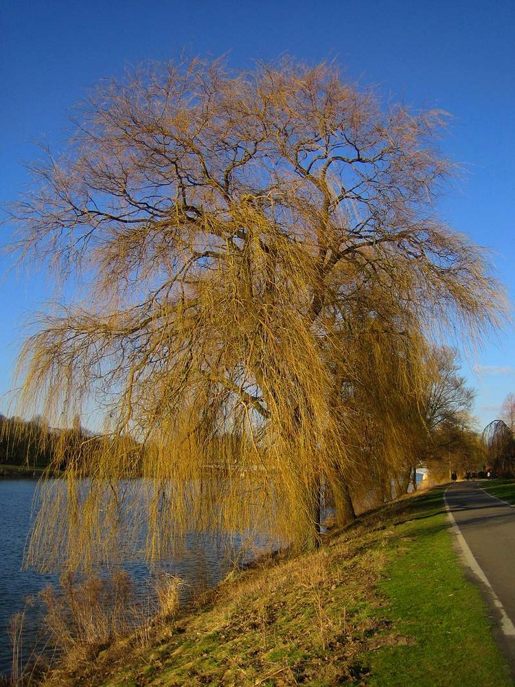 Weide am See