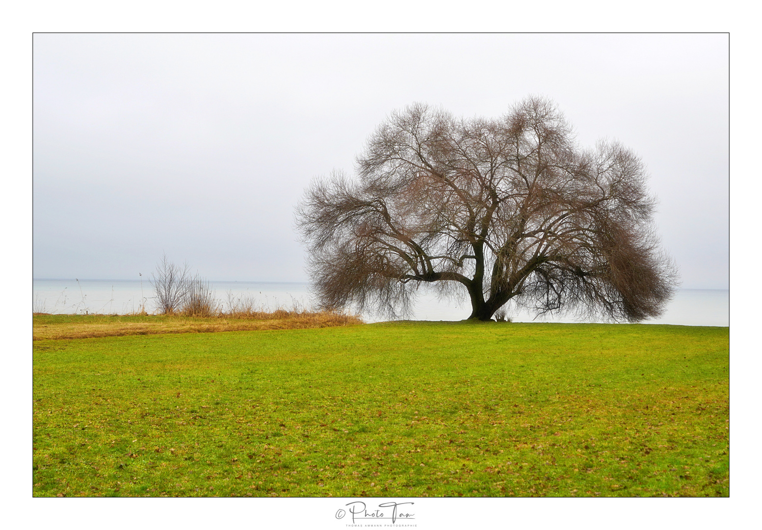 Weide am See