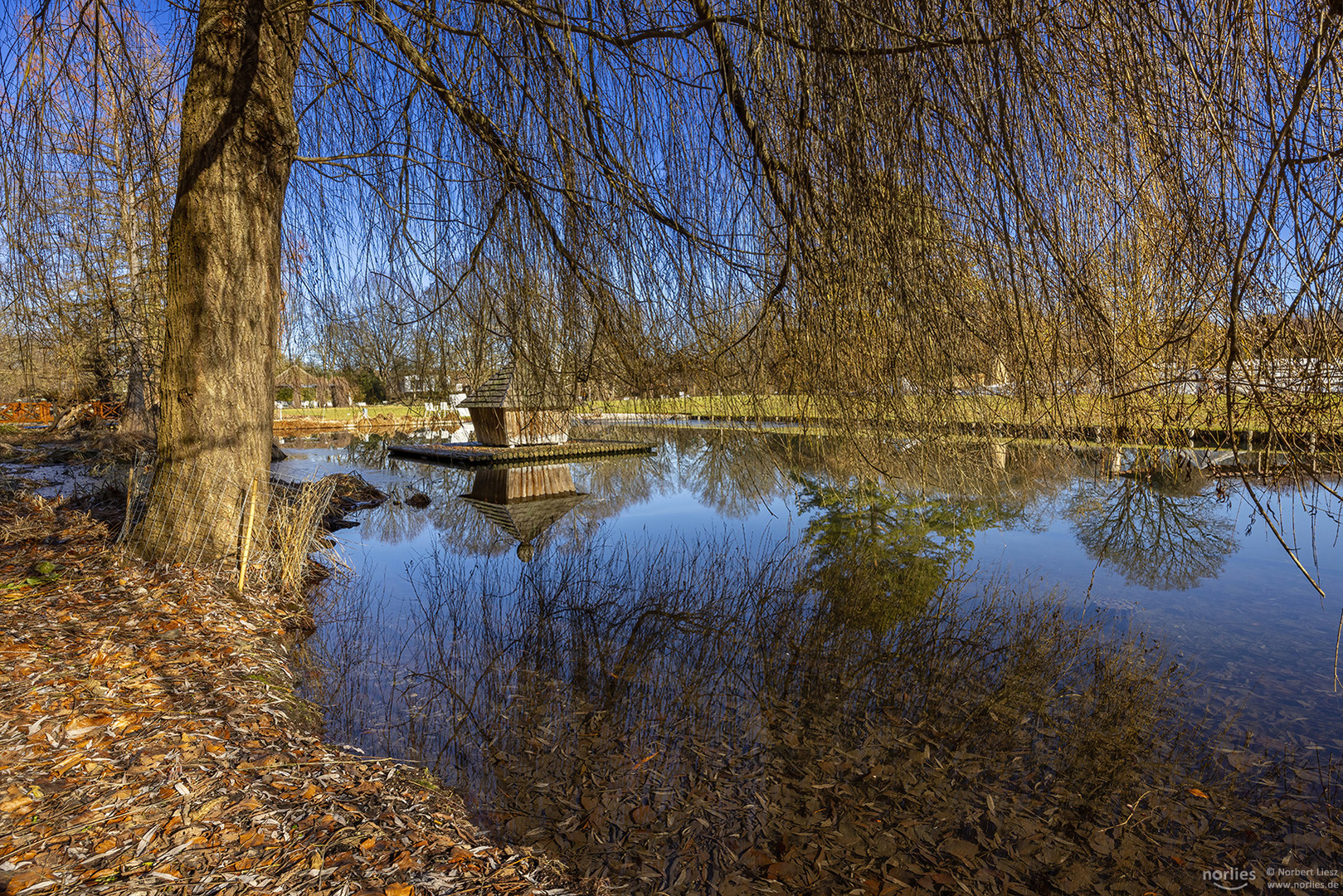 Weide am See