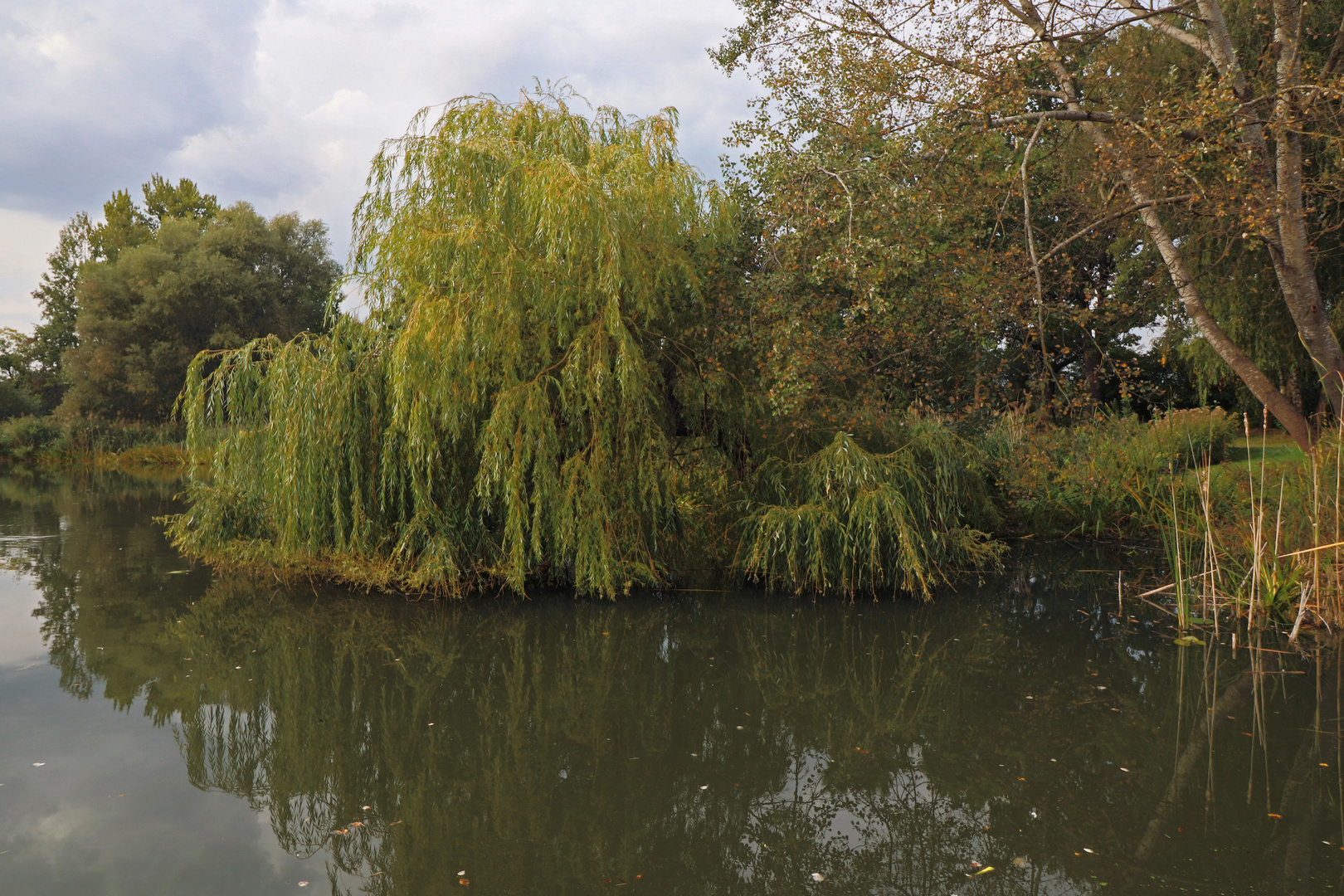 Weide am See