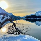 Weide am Silsersee, Engadin