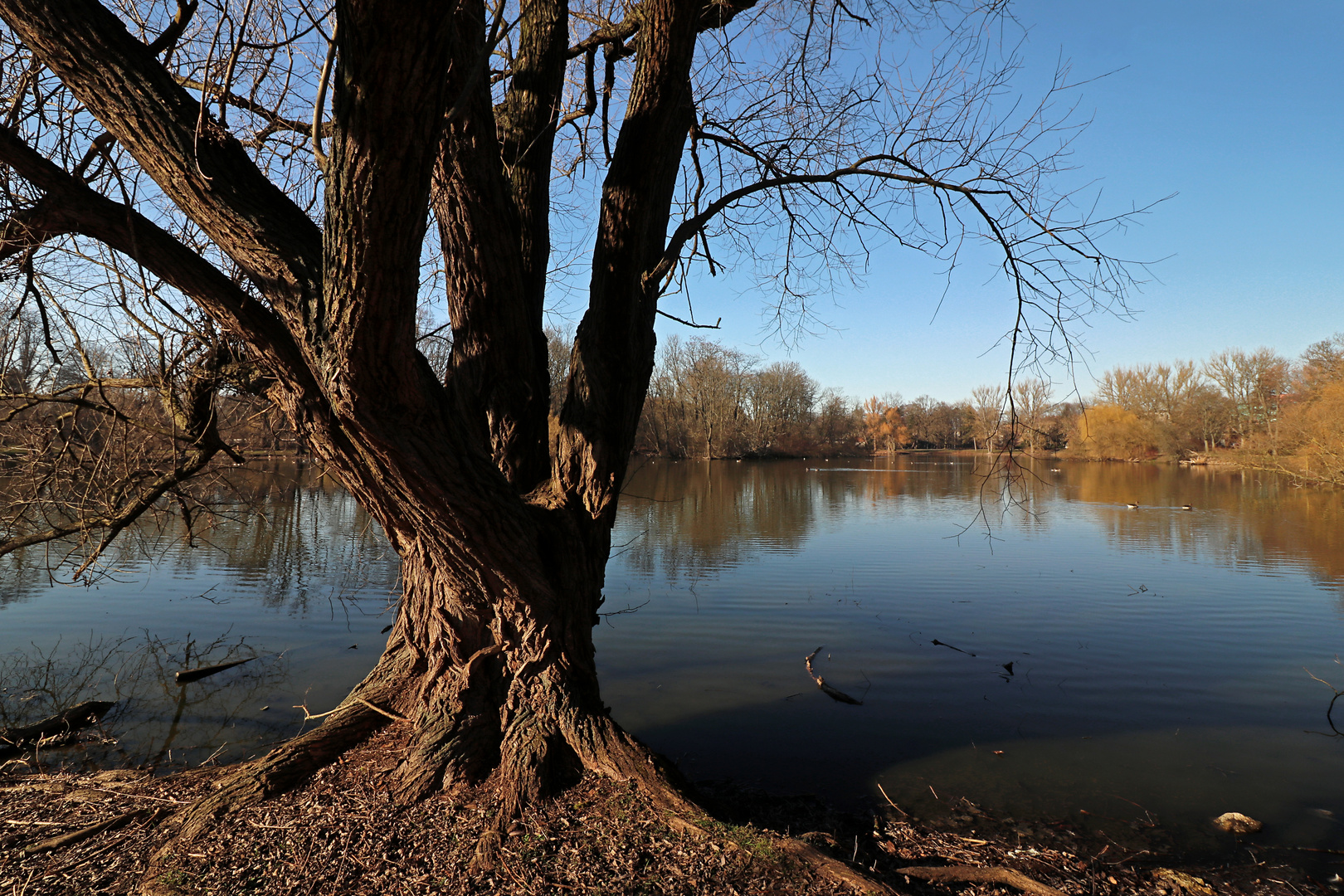 Weide am Südufer