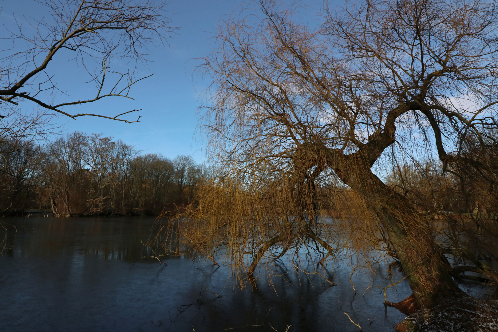 Weide am Teich 