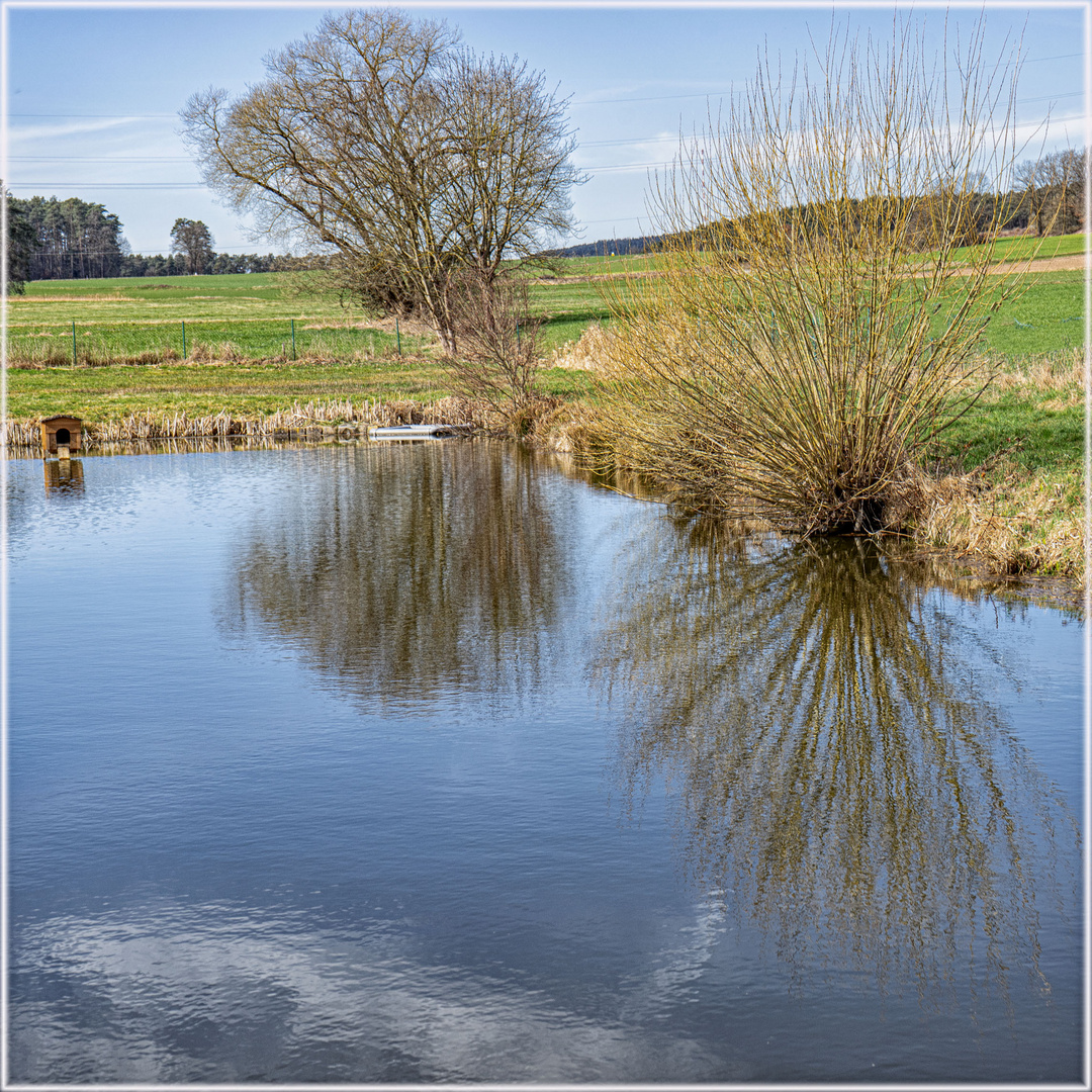  Weide am Teich