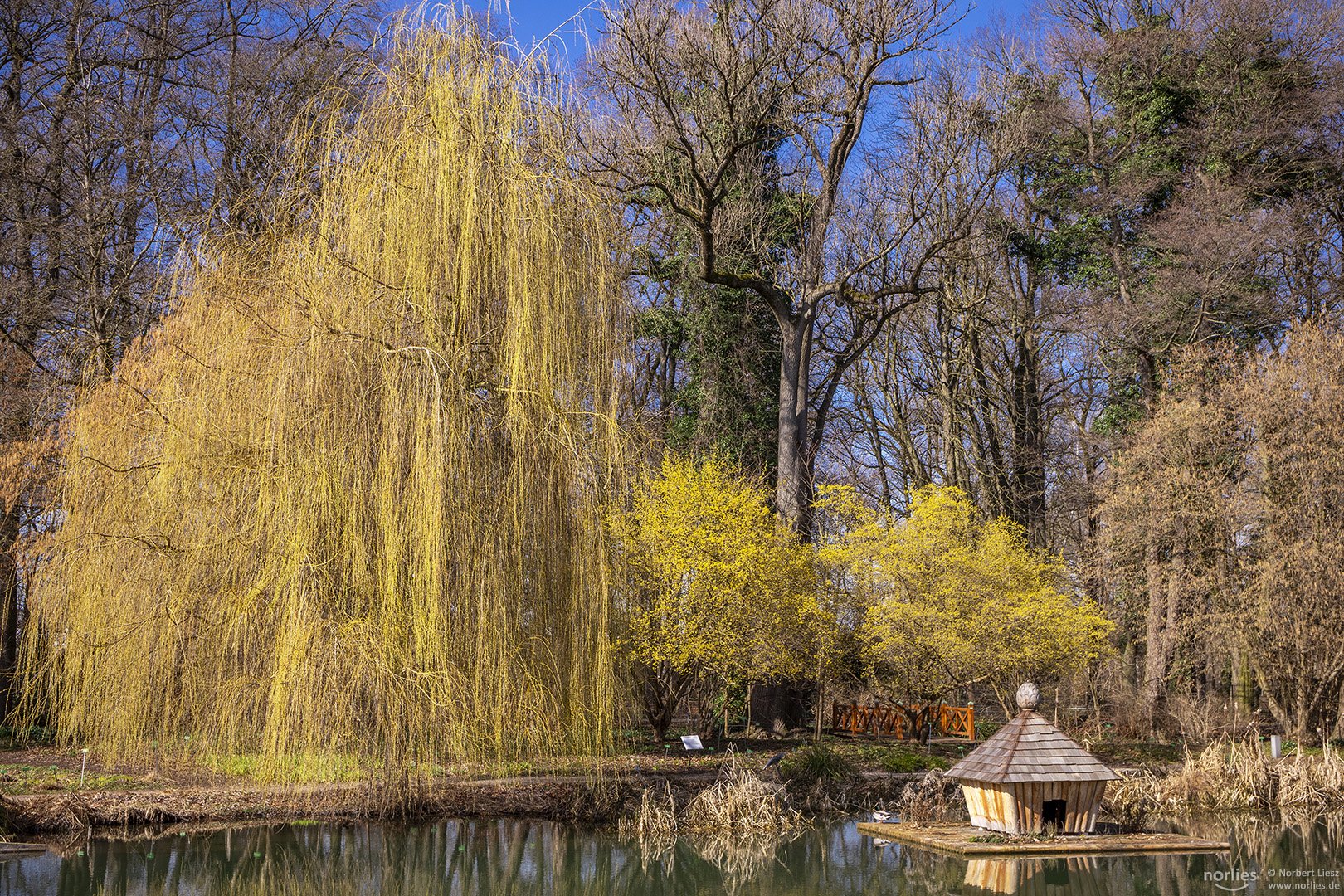 Weide am Teich