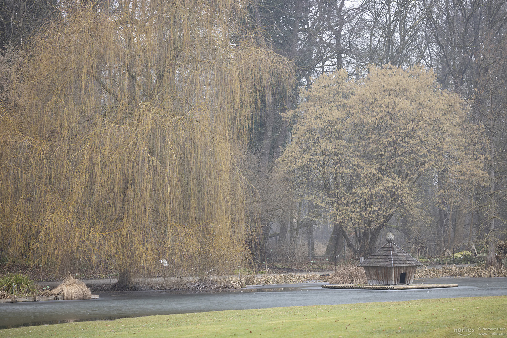 Weide am Teich