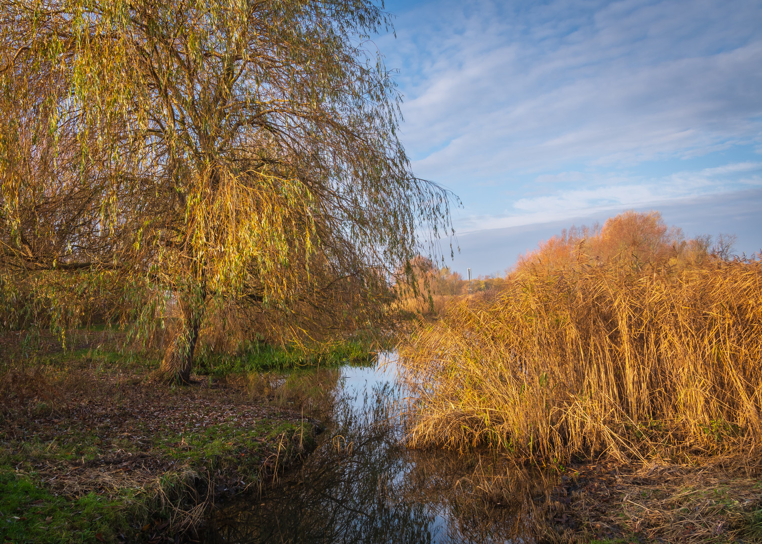 Weide am Teich im November Foto & Bild natur, herbst, see Bilder auf