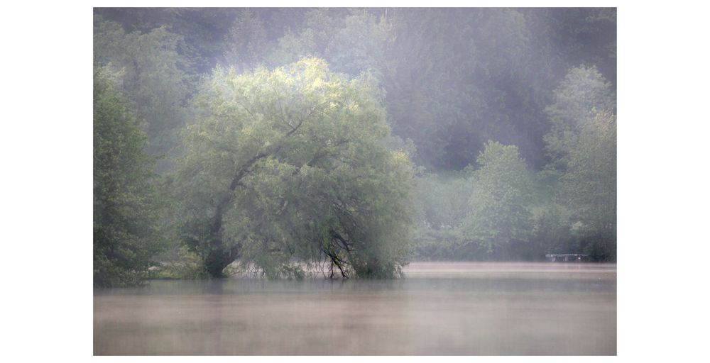 Weide am Waldschacher See